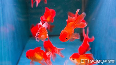 室內養魚|8種適合新手養的魚 1500元就能在家打造「療癒水族箱」